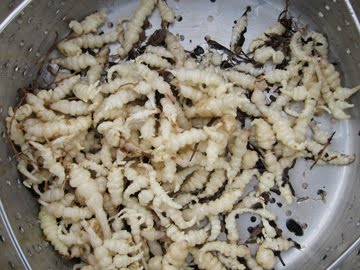 chorogi-Crunchy-Easy! Crosnes Tubers-Stachys affinis,Chinese artichoke,crosne