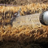 watering fertilizer into a straw bale garden