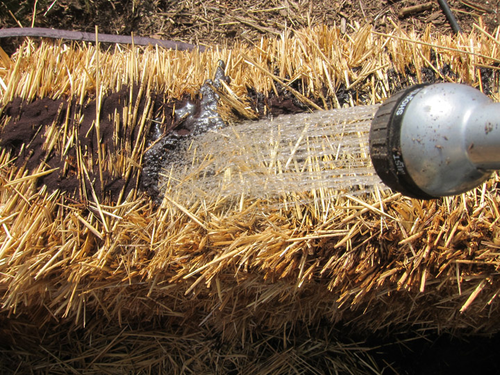 watering fertilizer into a straw bale garden