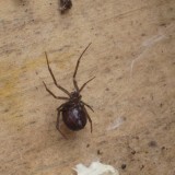 some kind of widow spider