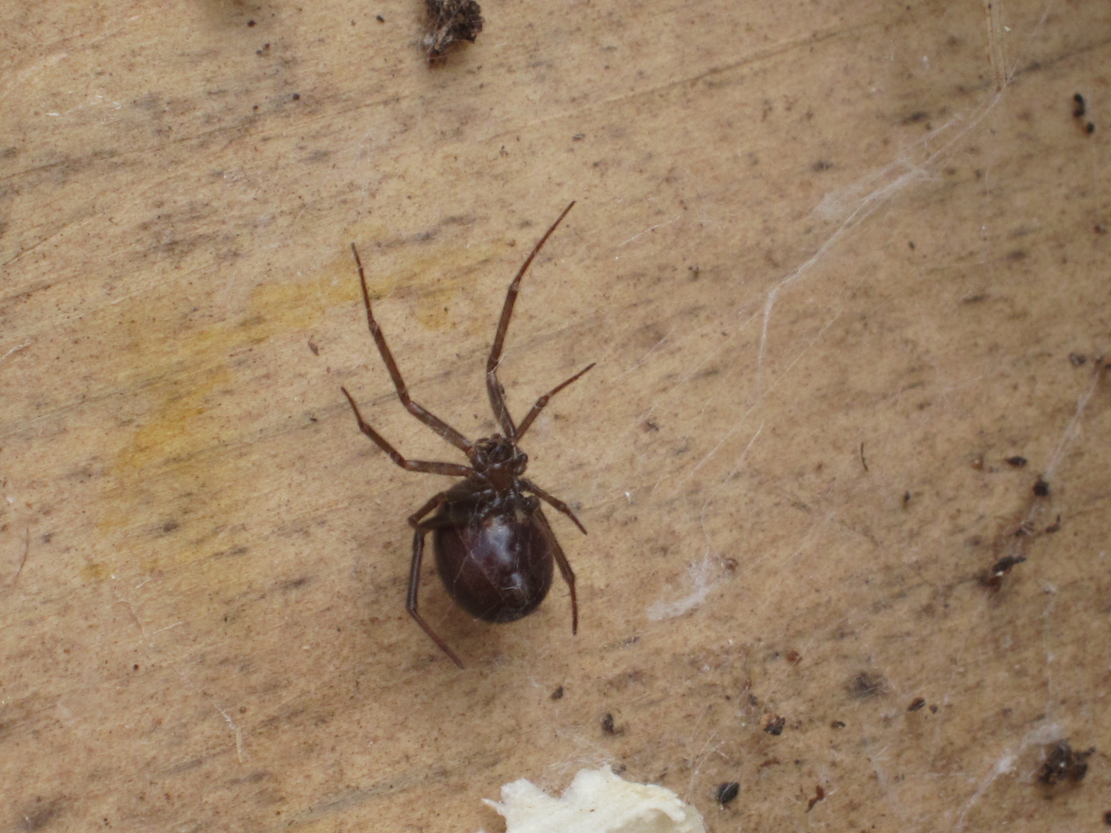 Brown spider with round body and dark bron spots How To Identify Venomous House Spiders Dengarden