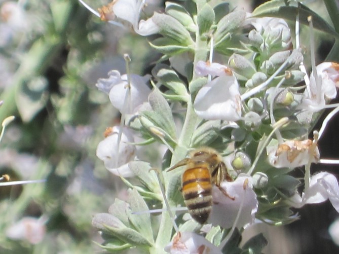bee in sage