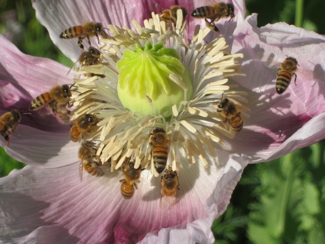 bees on a poppy