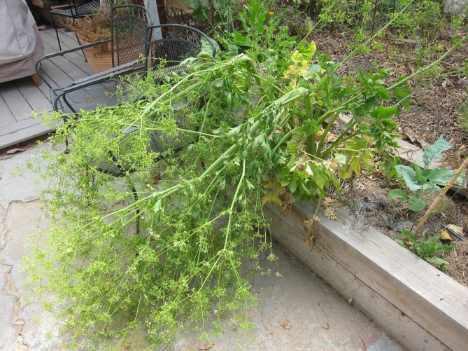 collapsed parsley plant