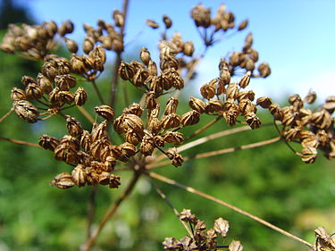 375px-Hemlockseeds