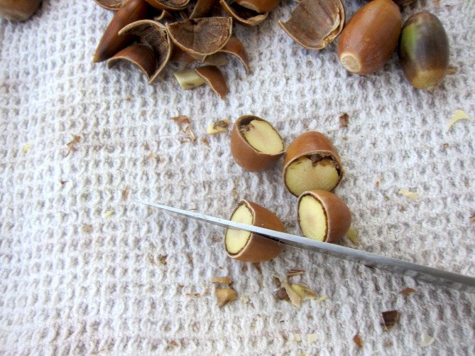 cutting acorns