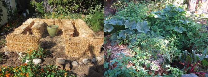 straw bale garden before and after