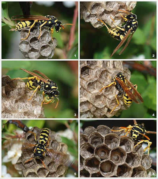 Paper wasp building a nest. Image: Wikimedia.