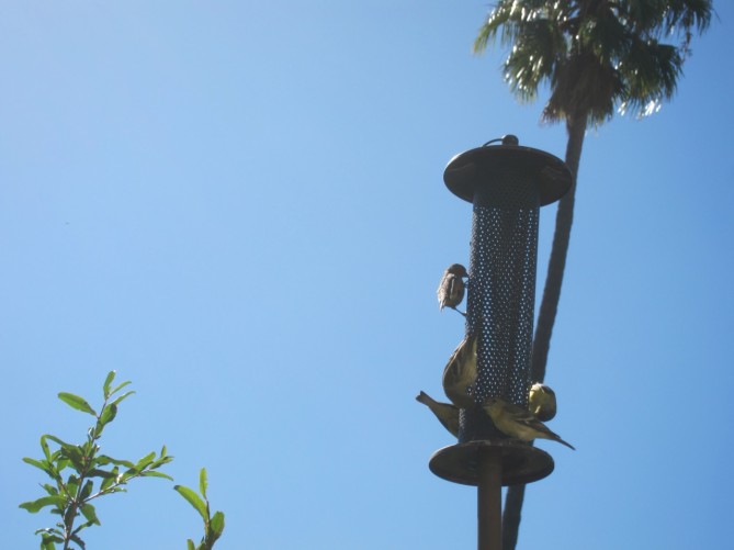bird feeder with lesser goldfinches