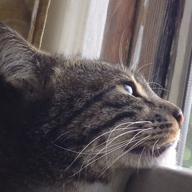 cat watching birds