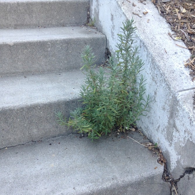 lavender growing out of concrete 