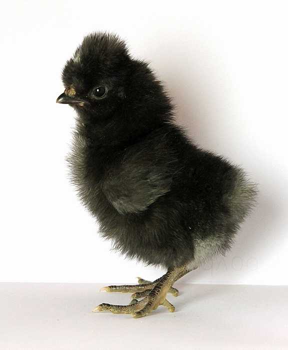 Kosova long crowing rooster chick. Image: Wikimedia.