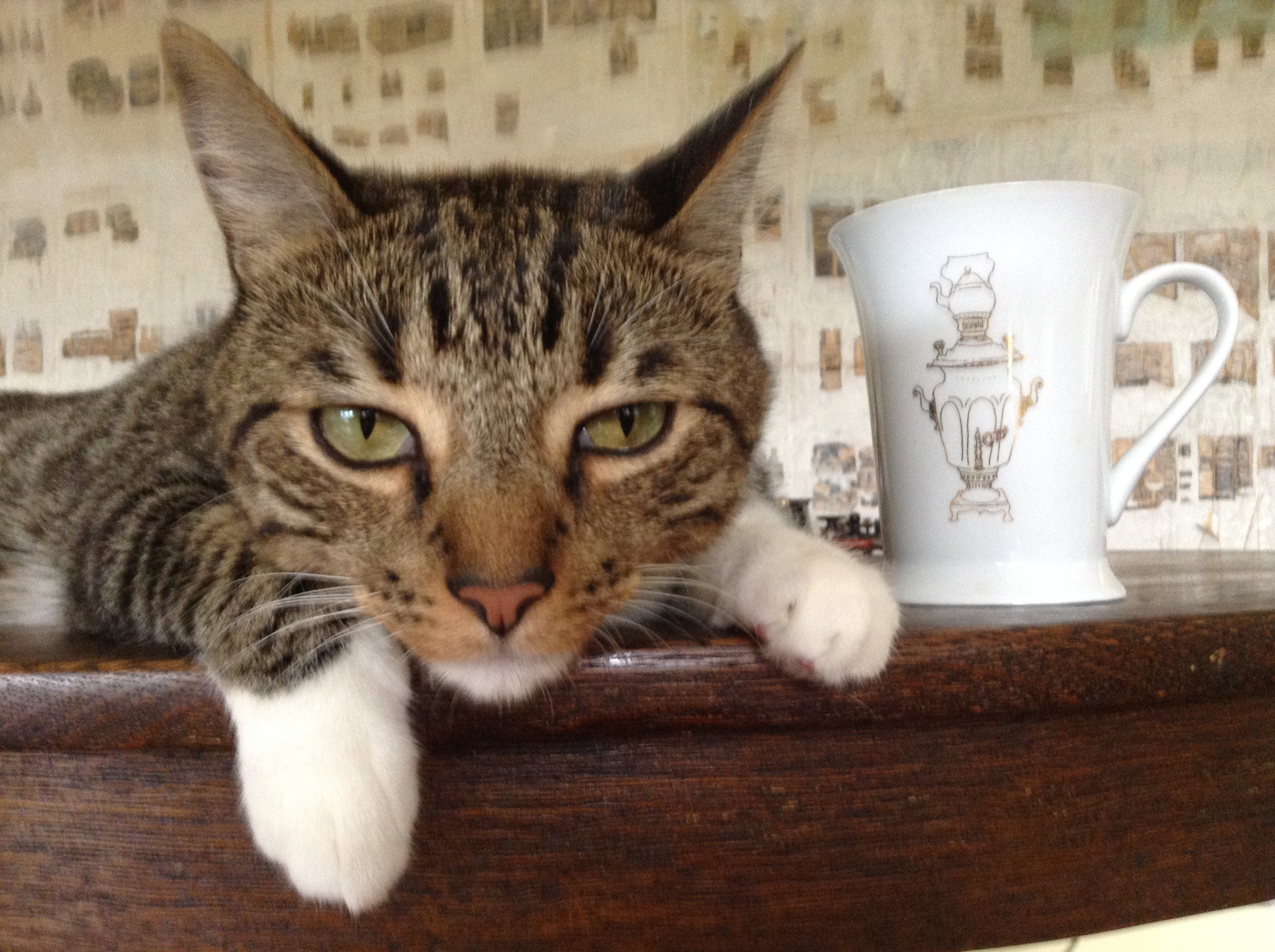 Image result for cat with tea