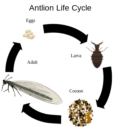 424px-Antlion_life_cycle.svg