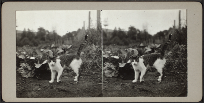 800px-Cat_standing_in_a_field,_from_Robert_N._Dennis_collection_of_stereoscopic_views