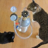 cats inspecting carbonator