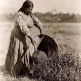 Pomo woman harvesting seeds