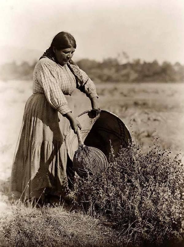 Pomo woman harvesting seeds