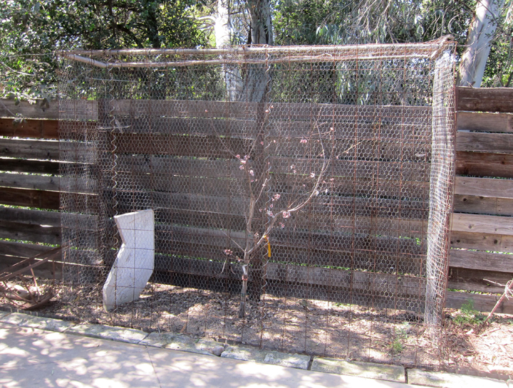 Extreme Measures: Squirrel Proofing Your Fruit Trees