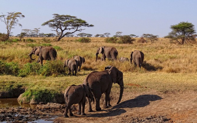 elephants on savanna