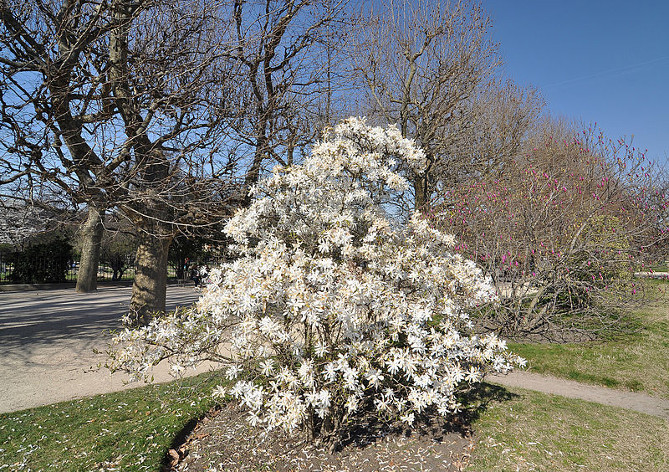 800px-magnolia_stellata_in_the_jardin_de_plantes_de_paris_001