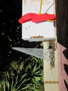 Trapping bees out of a kitchen vent.