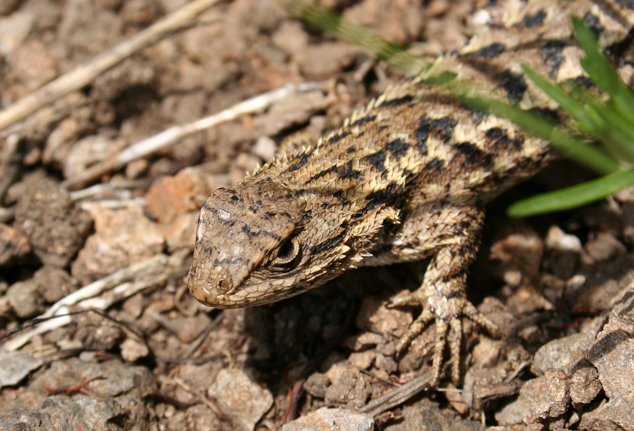 Fence lizard, photo by Calibas - own work, CC BY-SA 3.0, https://commons.wikimedia.org/w/index.php?curid=2967183
